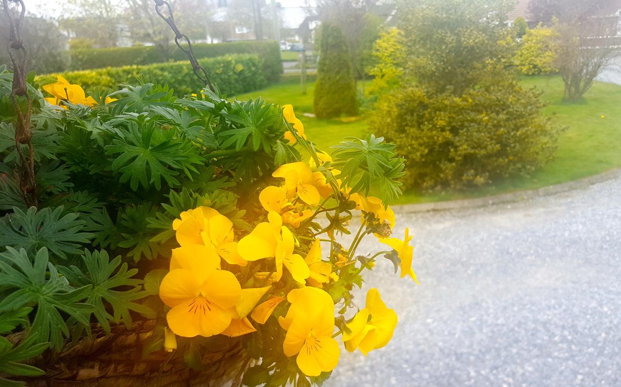 Ely House B&B Shannonbridge エクステリア 写真